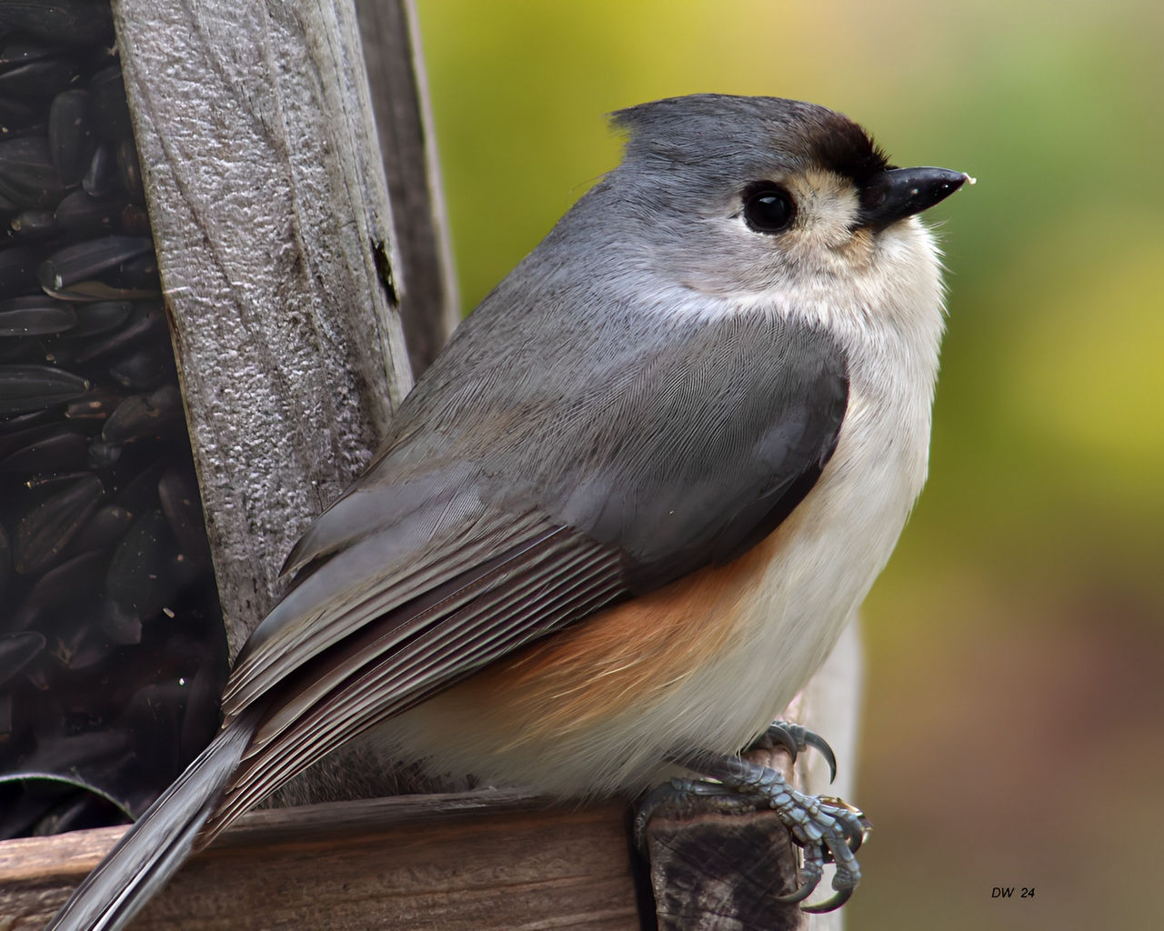 Pink Titmouse Tufted Titmouse by DasDriver on DeviantArt
