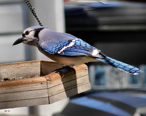 Blue Jay