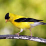 Goldfinch male