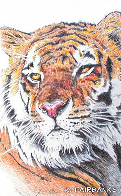 Tiger Yellow Eyes (ball point pen drawing) by kfairbanks