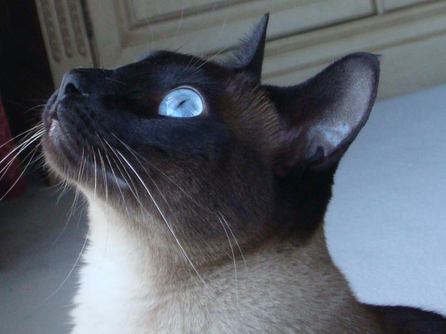 Kahlua Profiles Kahlua Profile. by Loco4poco on DeviantArt
