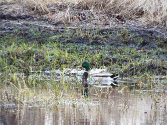 Just a duck