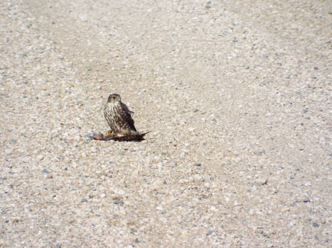 sparrow hawk and some road kill