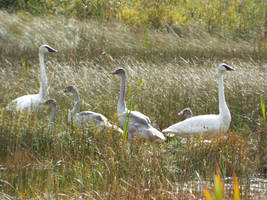 Swan family, last day in the nest