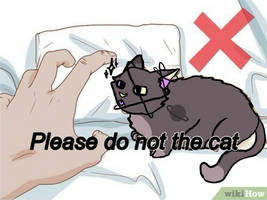Please do not the cat