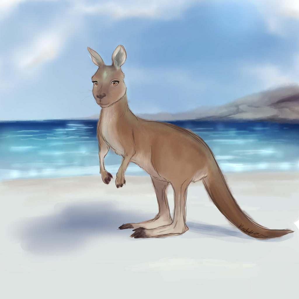 Kangaroo Disney style by Hyzenthlay89 on DeviantArt