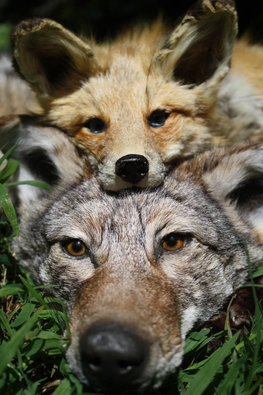 The Fox and the Coyote by MaggotsPlz on DeviantArt