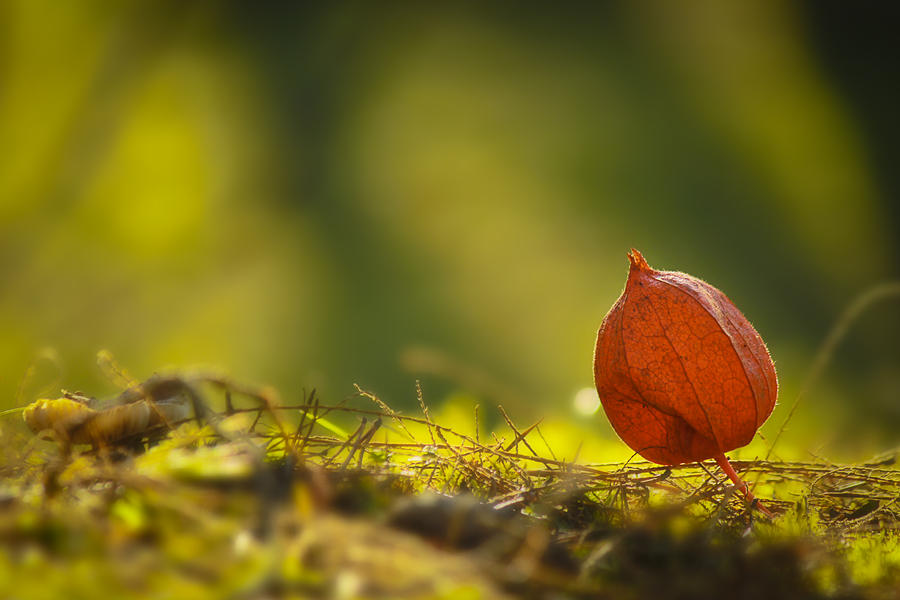 Physalis 2