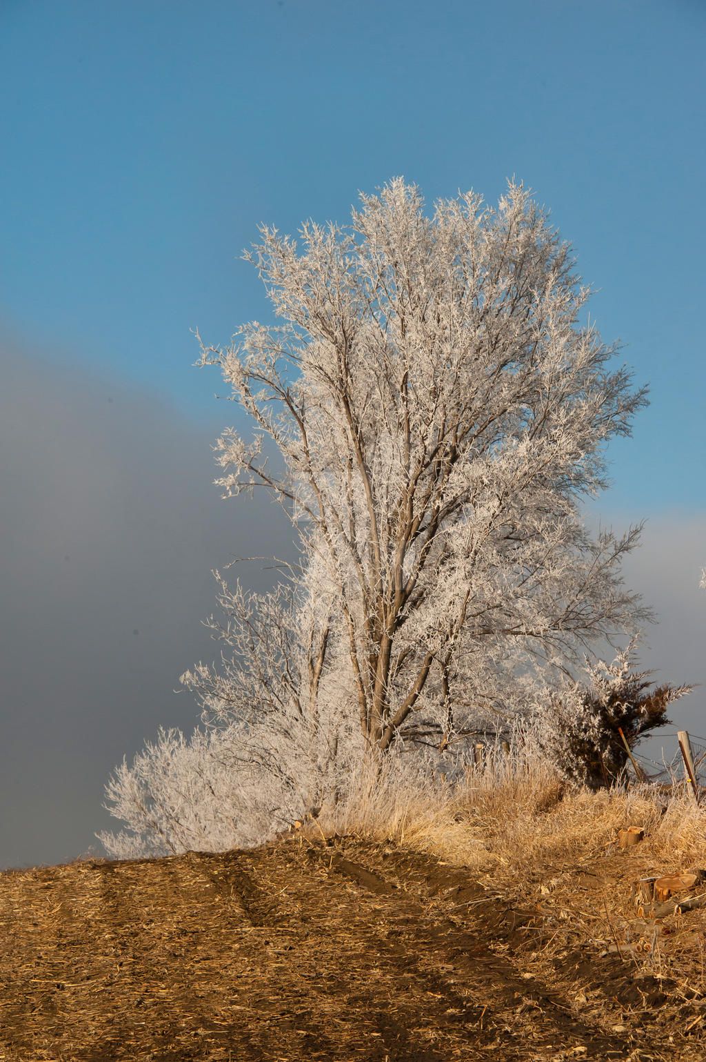 Frosted Treeline