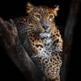 Ceylon leopard (Panthera pardus kotiya)