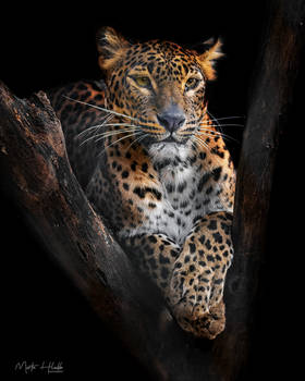 Ceylon leopard (Panthera pardus kotiya)