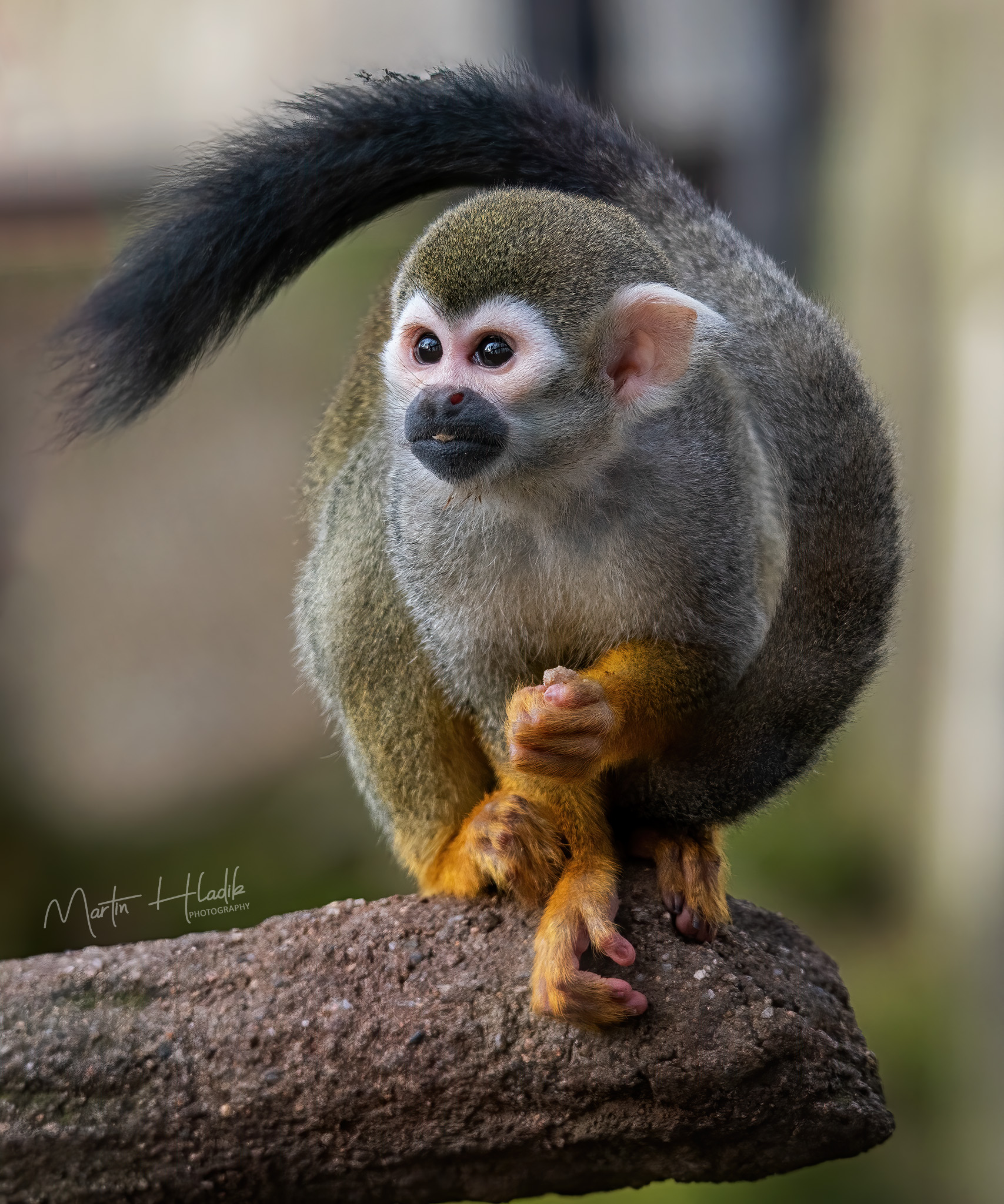 Common Squirrel Monkey Saimiri Sciureus By Hladik99 On DeviantArt common-squirrel-monkey-saimiri-sciureus-by-hladik99-on-deviantart