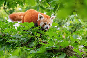 Red Panda (Ailurus fulgens)