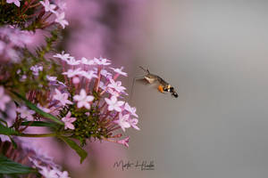 Hummingbird hawk-moth (Macroglossum stellatarum)