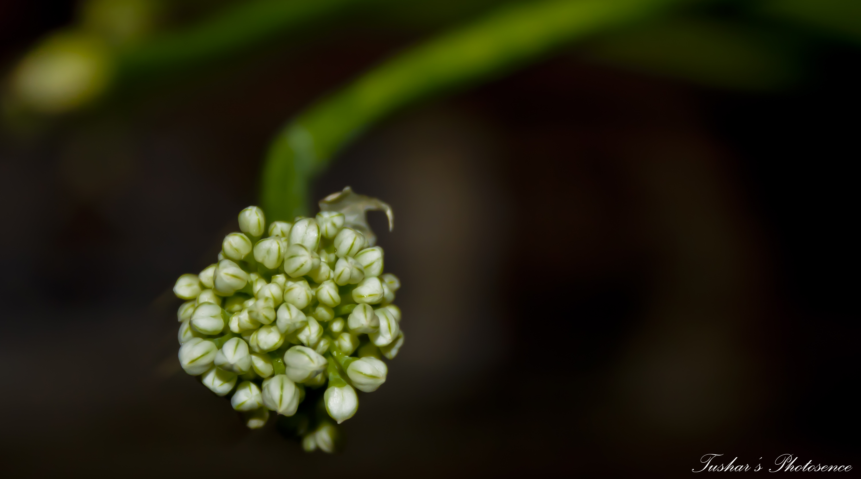 Onion Flowers