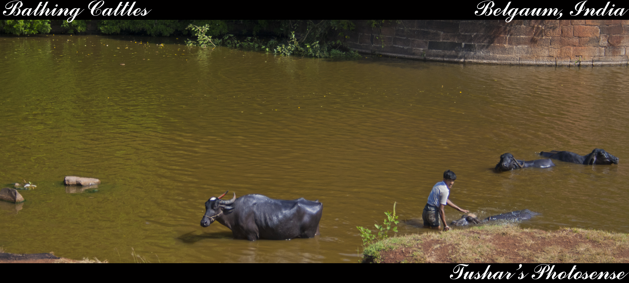 Bathing Cattles