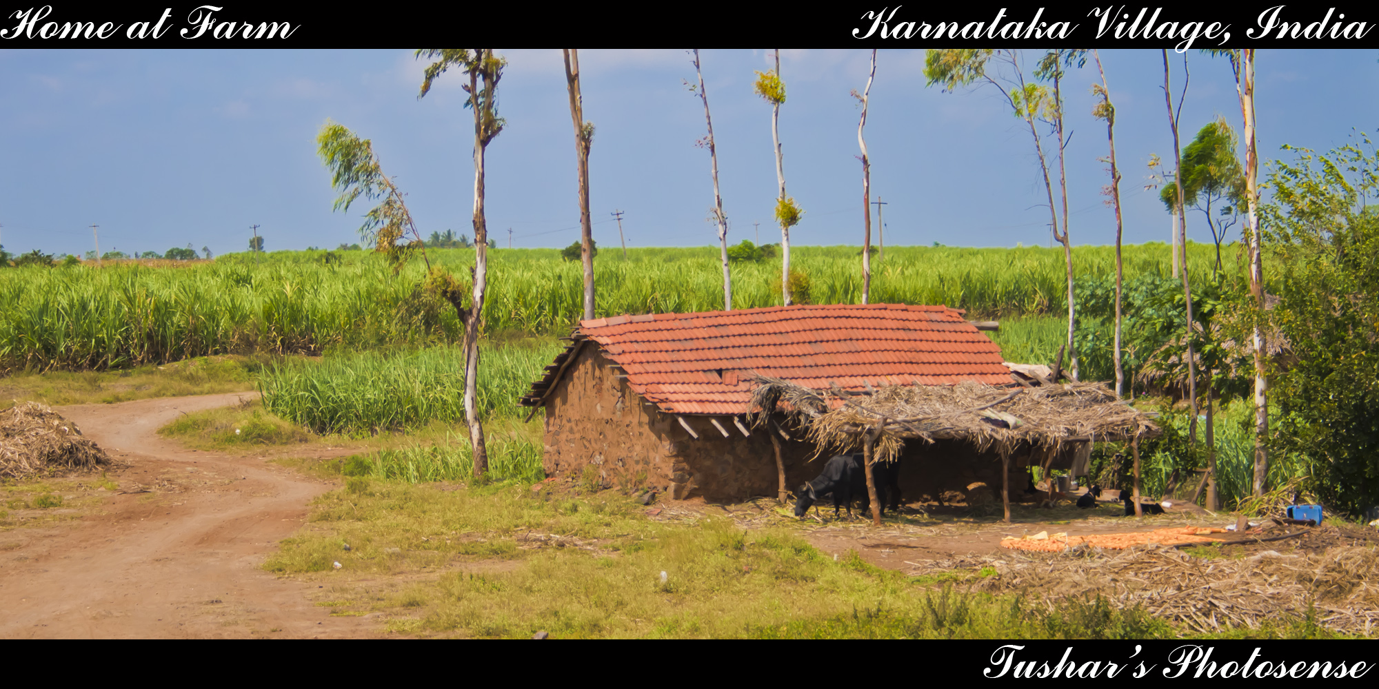 Home at Farm