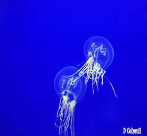 More jelly fish