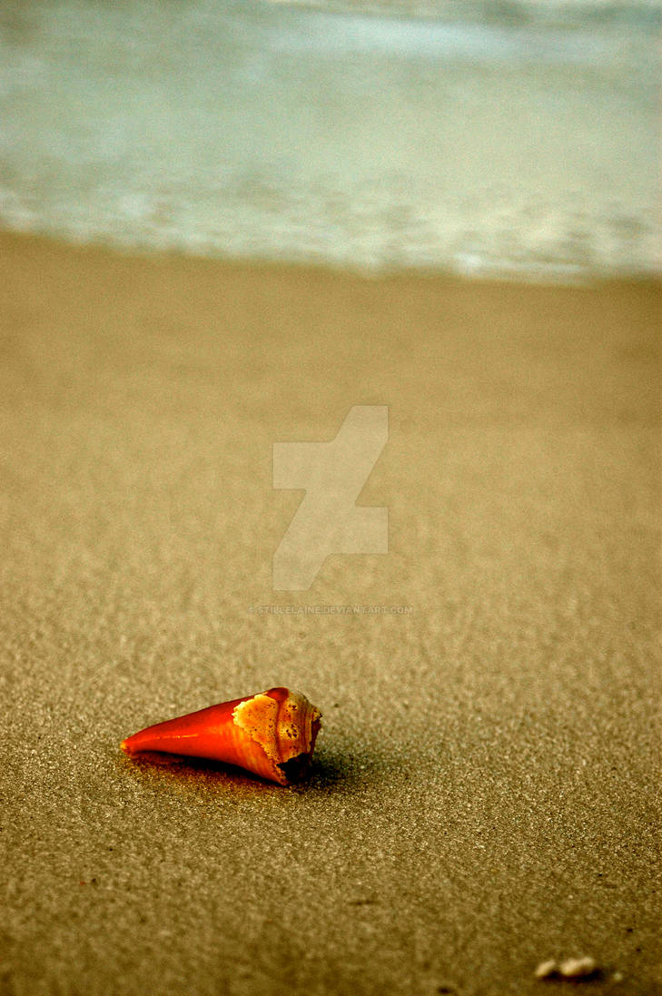 lonely shell by StillElaine on DeviantArt