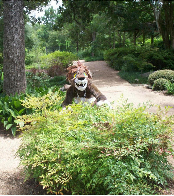 Chasing Butterflies