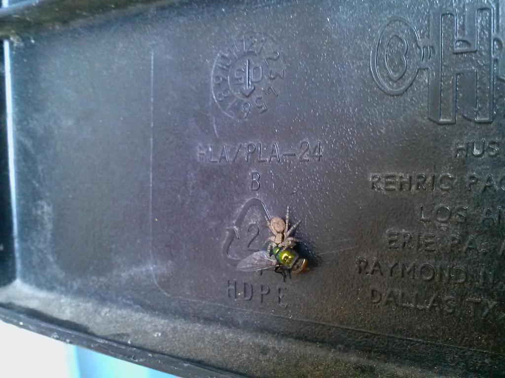 Jumping spider predation on House fly 2