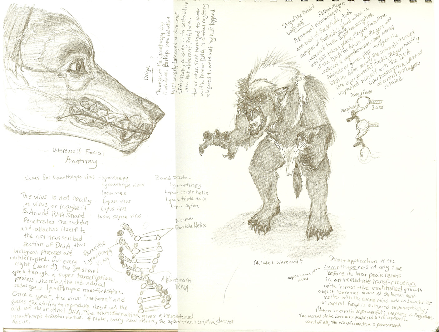 Werewolf Biology Speculation by FablePaint on DeviantArt