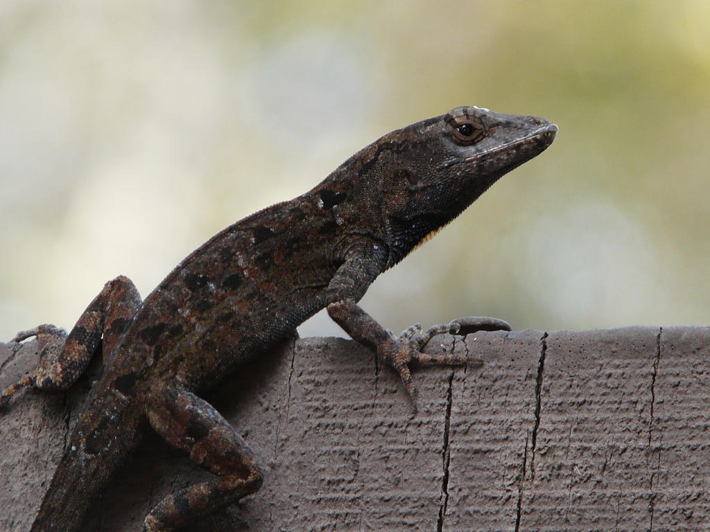 Lizard From Add Lizard8 by amelieproductions1 on DeviantArt