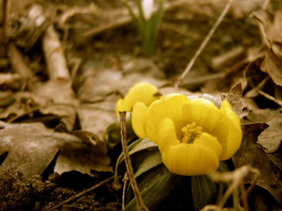 The first flowers of spring