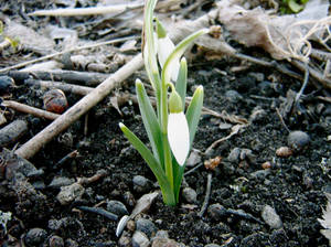 The first flowers of spring 2