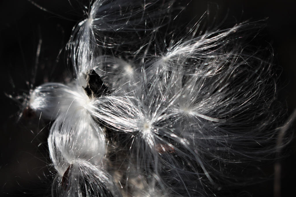 Fall Seeds II by RainingSakura