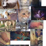 Pet Collage