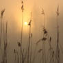 Reed Sunrise