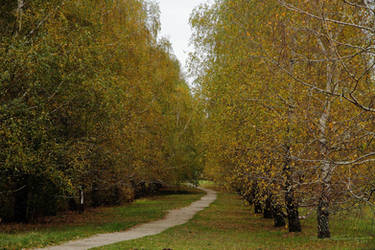 Poplar Alley