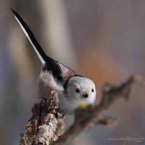 Long-tailed Tit II by HoremWeb