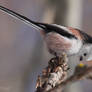 Long-tailed Tit I