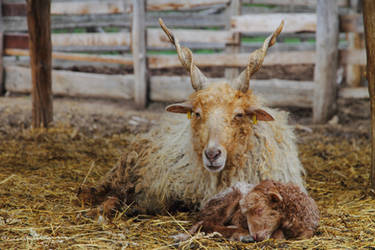 'Racka' Sheep with her Newborn Cosset