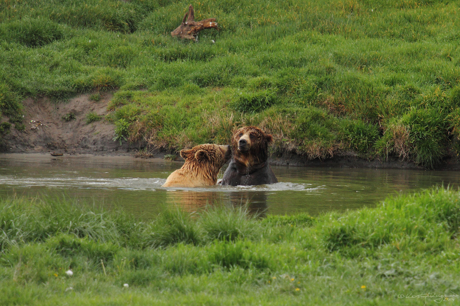 Bear Love