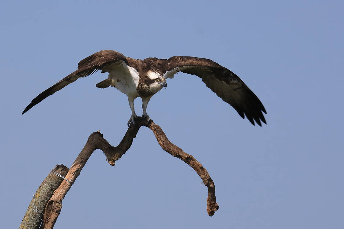 Osprey preparing to take-off by HoremWeb