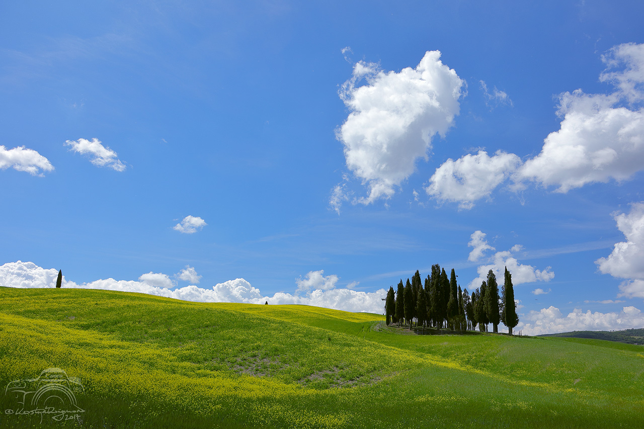 Cipressi di San Qirico d'Orcia