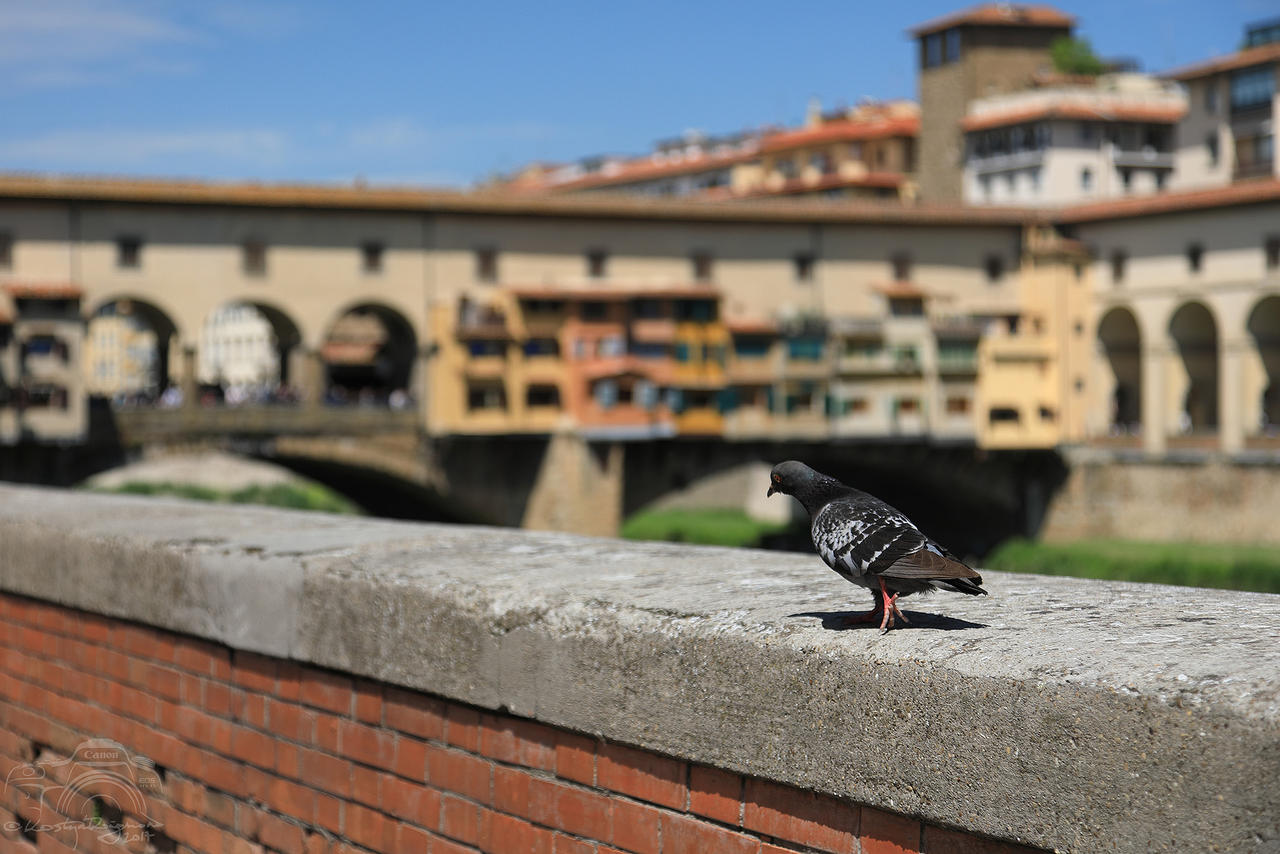 Florence in a Nutshell - Tourist at Ponte Vecchio