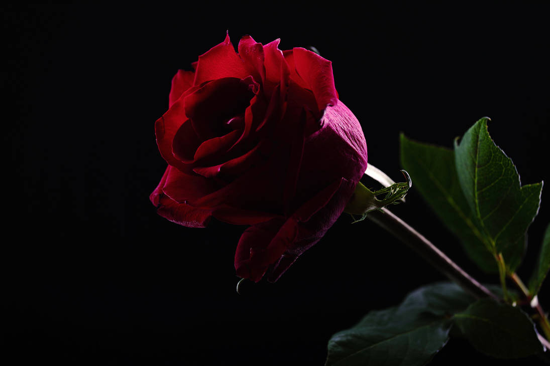 Stat rosa pristina nomine, nomina nuda tenemus by HoremWeb on DeviantArt