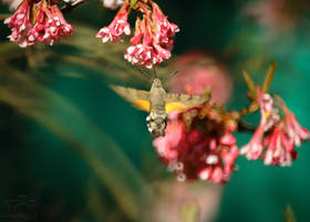 Hummingbird Hawk-Moth II