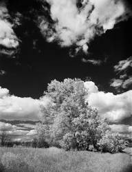 Colors of May in BW Infrared