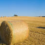 Straw Field