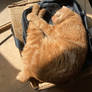 Sunshine Bag