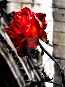 'And the rose became crimson'