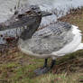 Hybrid Animal: Swan Croc/Swanodile