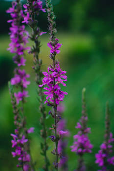 Purple flowers