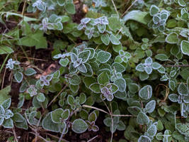 Pupa frosty oregano