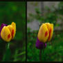 Gelios Tulips
